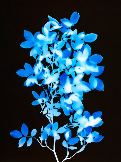 Senza titolo, 2008 da Richard Green