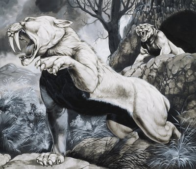 Tigri dai denti a sciabola (gouache su carta) da Richard Hook