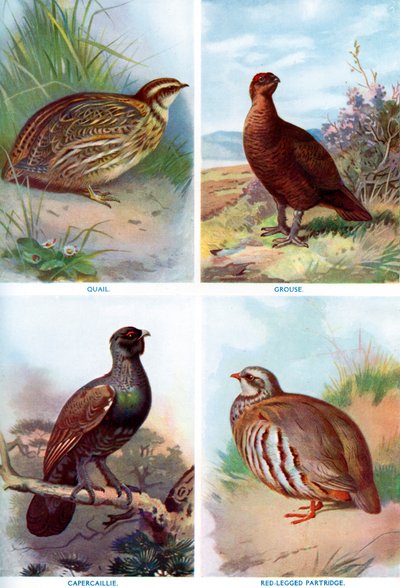 Uccelli da caccia da Harmsworth Natural History, 1910-1912 da Richard Lydekker