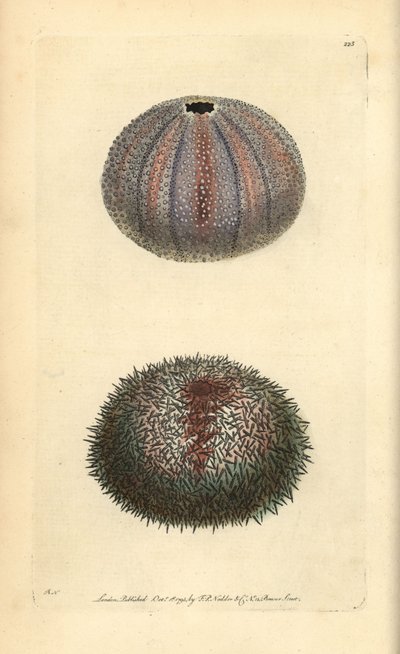 Riccio di mare commestibile, Echinus esculentus, da 