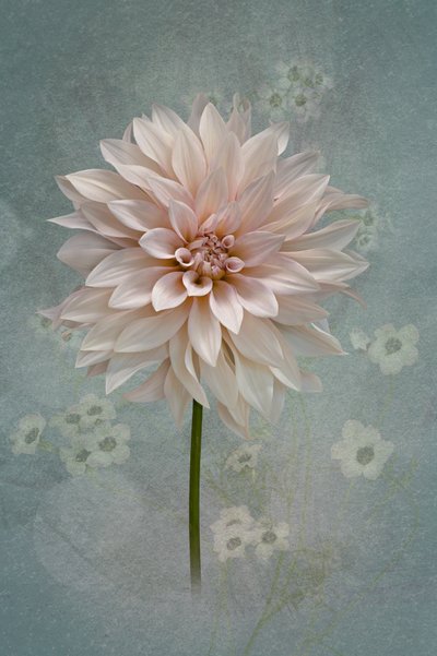 Dalia Blush in fiore da Richard Urbanski