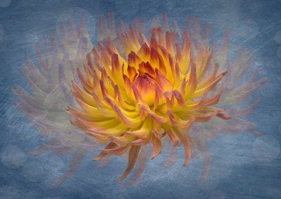 Golden Dahlia Flow da Richard Urbanski