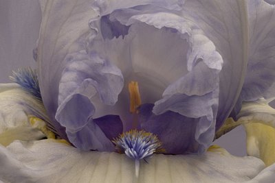 Iris lavanda tenue da Richard Urbanski
