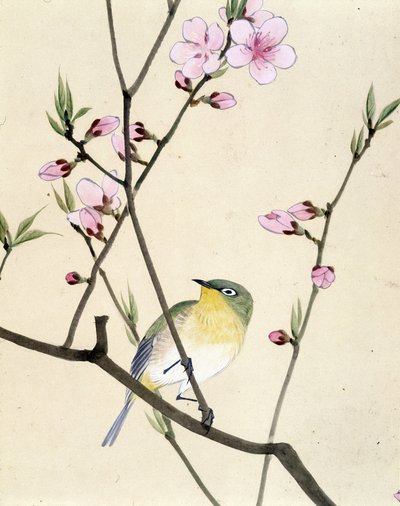 Uccello - disegno giapponese di Riou Chim, fine XIX secolo da Riu Chim