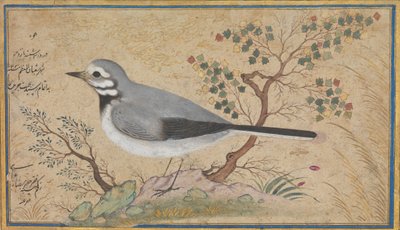 Studio di un uccello da Riza