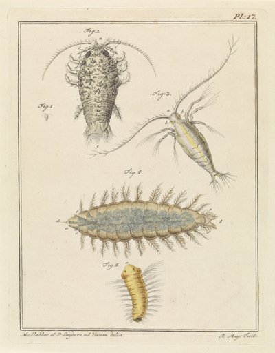 Porcellino d