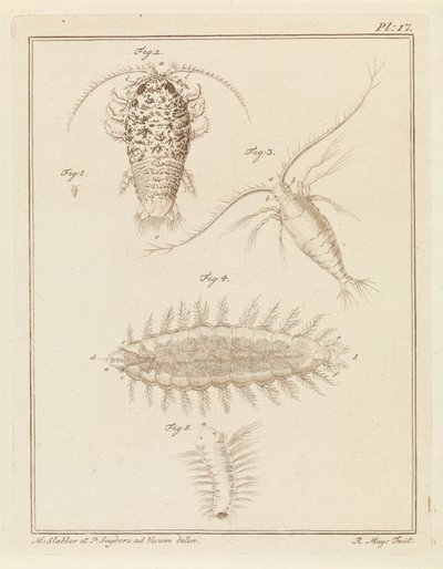 Isopode di agata, copepode e verme setoloso da Robbert Muys