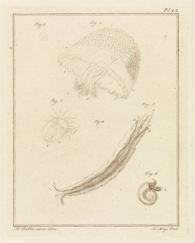 Diverse creature marine da Robbert Muys