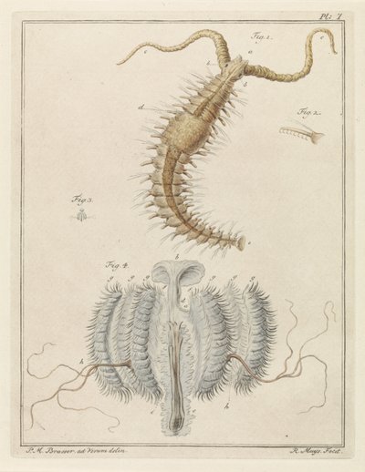 Vermocane e una piccola medusa da Robbert Muys
