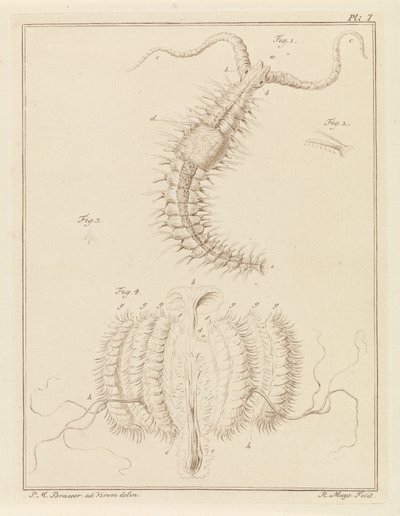 Vermicello e una piccola medusa da Robbert Muys