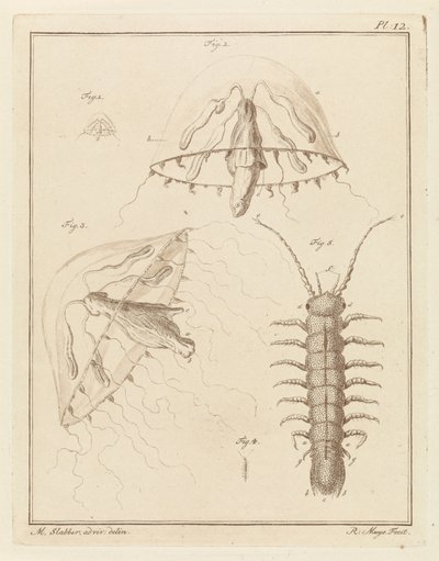 Leptomedusa e un isopode di acqua salmastra da Robbert Muys