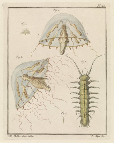 Leptomedusa e un isopode di acqua salmastra da Robbert Muys