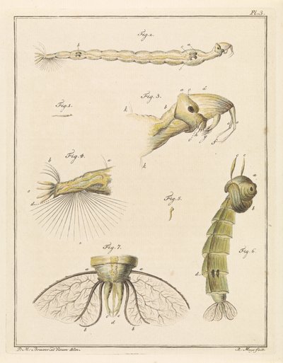 Larva di chironomide da Robbert Muys