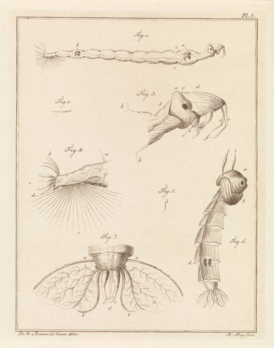 Larva di zanzara piumata da Robbert Muys