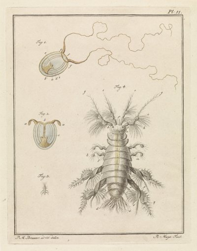 Medusa e gamberetto di sabbia da Robbert Muys