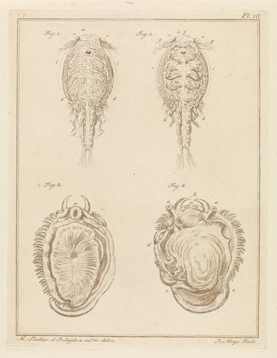 Crostaceo e mollusco da Robbert Muys