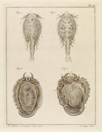 Crostaceo e mollusco da Robbert Muys
