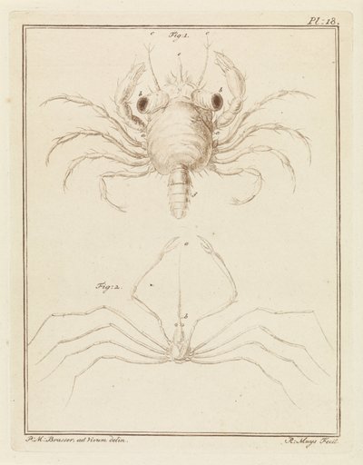Granchio di sabbia e una specie di granchio freccia da Robbert Muys