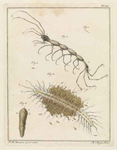 Larva di granchio di sabbia e verme a spazzola da Robbert Muys