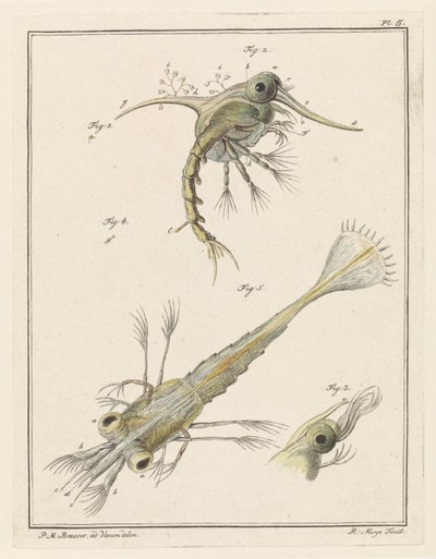 Due stadi di sviluppo della larva del granchio di sabbia da Robbert Muys