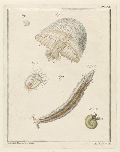 Diversi animali marini da Robbert Muys