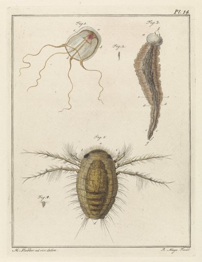 Diversi animali marini da Robbert Muys
