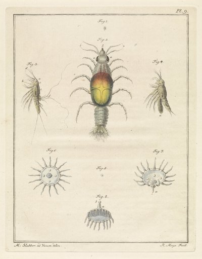 Diversi animali marini da Robbert Muys