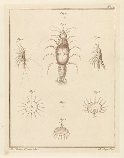 Diversi animali marini da Robbert Muys