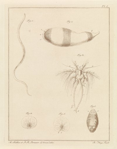 Diverse creature marine da Robbert Muys