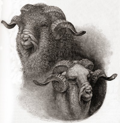 Testa di ariete Merino confrontata prima e dopo la tosatura, da The Century Illustrated Monthly Magazine, pubblicato 1884 da Robert Antoine Muller