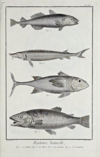 Merluzzo, tonno, salmone e storione, illustrazione da 