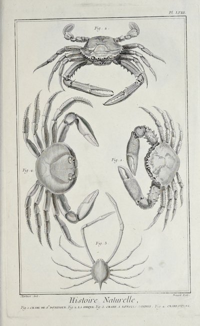 Granchi, illustrazione da 