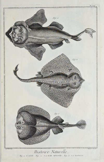 Illustrazione da 