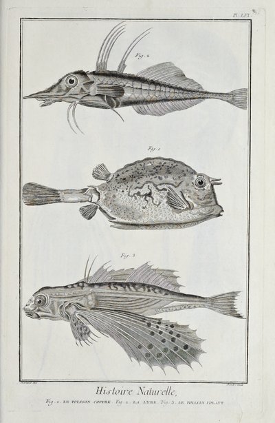 Illustrazione da 