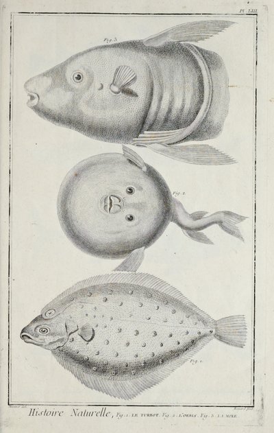 Illustrazione da 