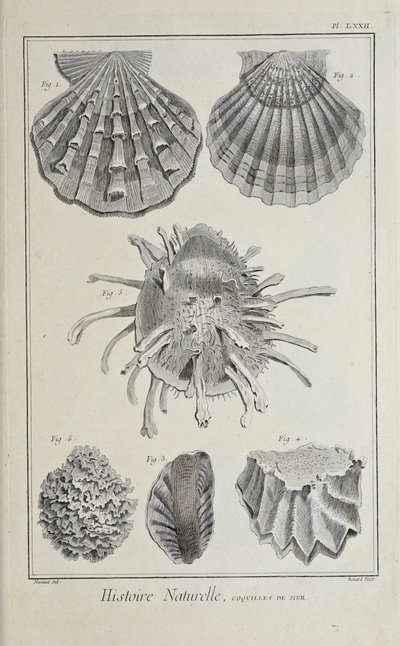 Illustrazione da 