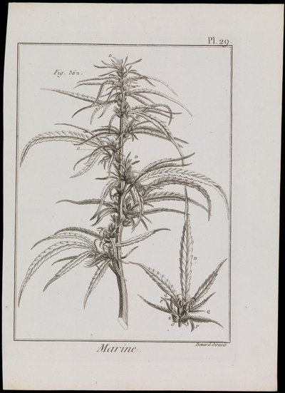 Diagramma marino di fiori, c.1810 (incisione e acquaforte) da Robert Benard