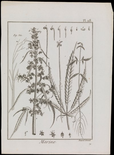 Diagramma marino di fiori, c.1810 da Robert Benard
