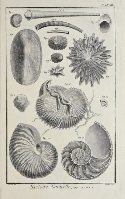 Conchiglie marine, illustrazione da 