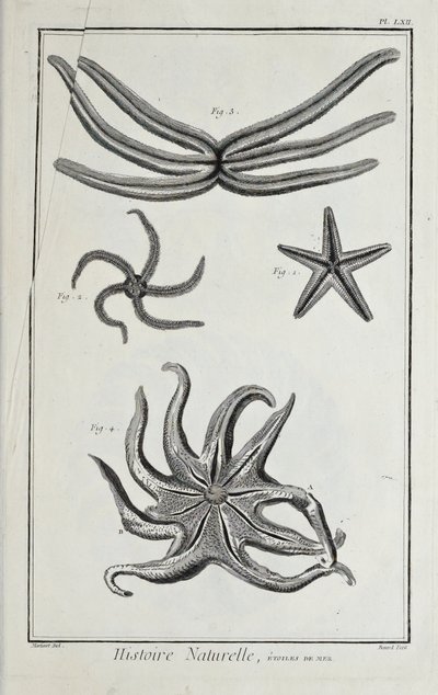 Stelle marine, illustrazione da 