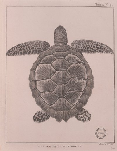 Tartaruga del Mar Rosso, illustrazione da 