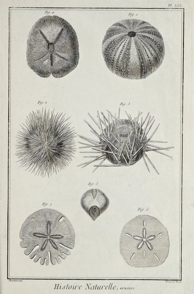 Monelli, illustrazione da 