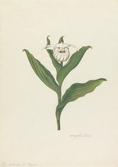 Scarpetta della Madonna (Cypripedium Canadense, Calceolus Maria) da Robert Blyth