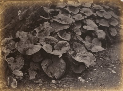 Studio di piante, anni 