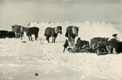 Pony dietro il loro rifugio nel campo sulla barriera, 1911, 1913 da Robert Falcon Scott