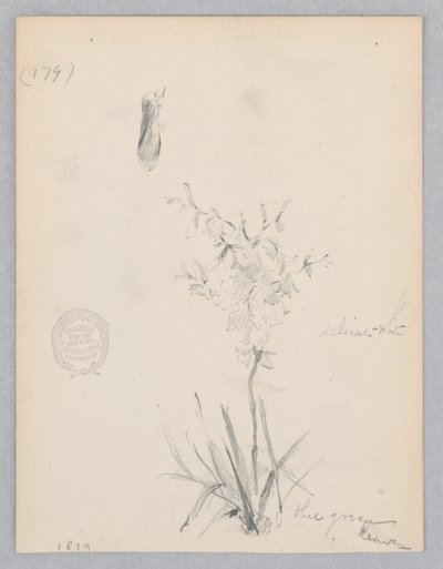 Pianta Fiorita da Robert Frederick Blum
