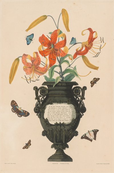 Una Selezione di Piante Esandriane...: Giglio Tigrato, 1831-1832 da Robert Havell