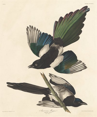 Gazza americana, 1837 da Robert Havell