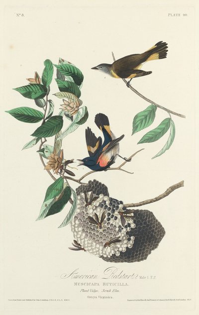 Pigliamosche americano, 1828 da Robert Havell
