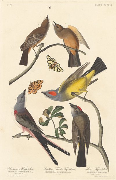 Arkansaw Flycatcher, Swallow-tailed Flycatcher e Says Flycatcher da Robert Havell